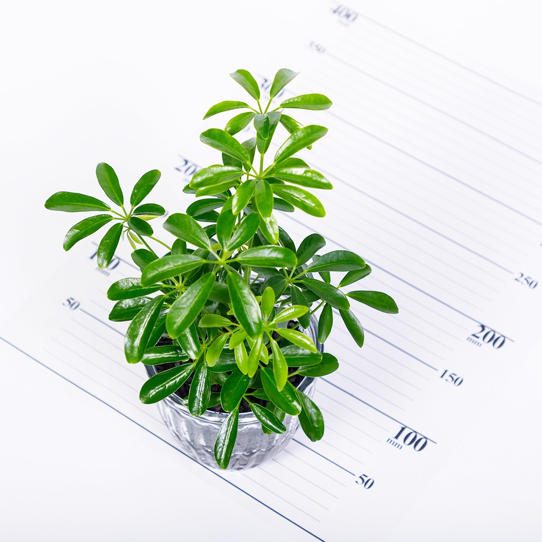 【鉢が選べる】レトロベース120　炭植え【シェフレラ】
