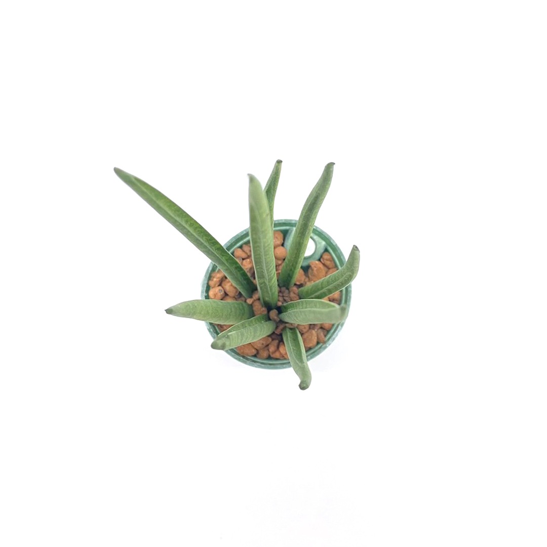 キュート苗（6Φ・2号）サンセベリア バキュラリス