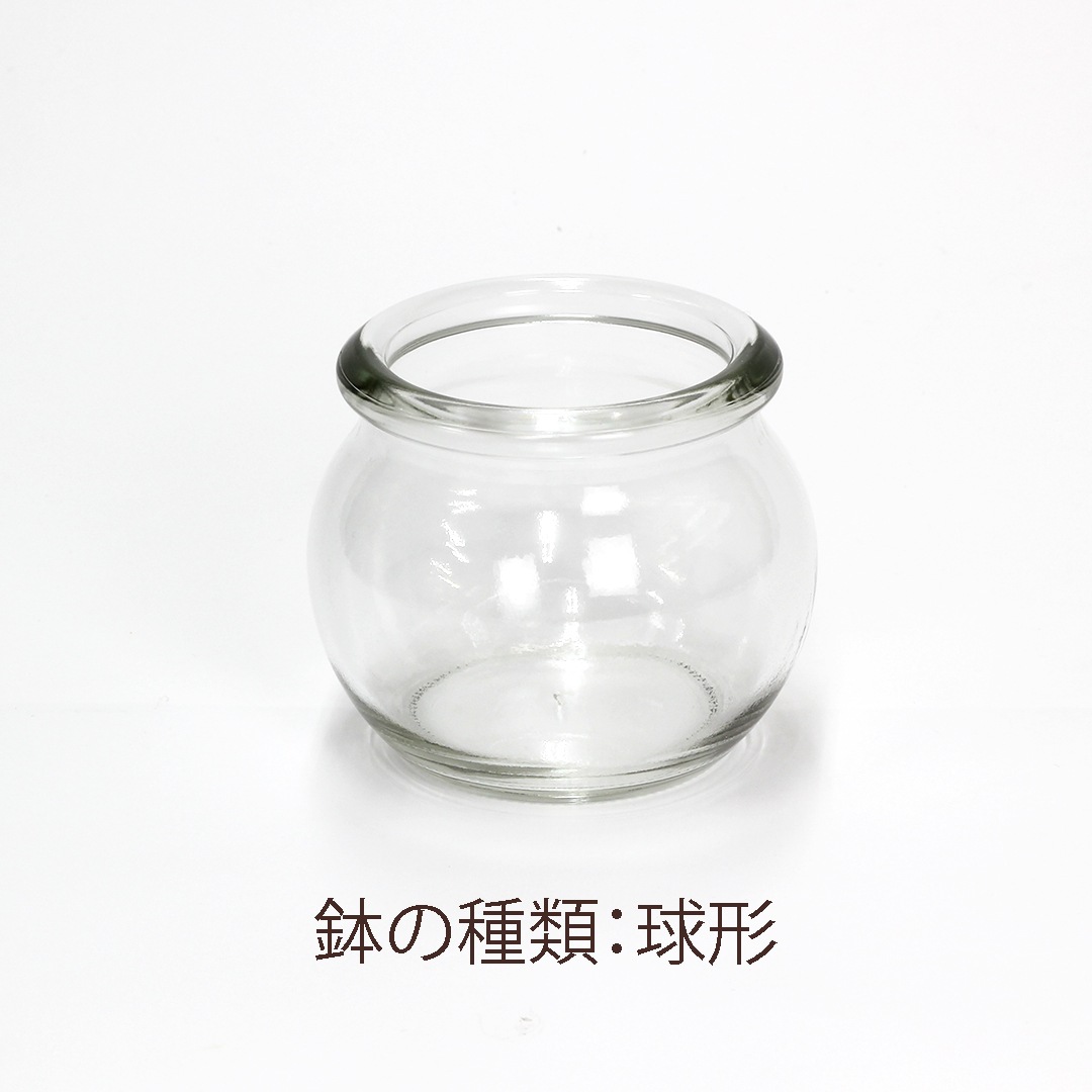 【鉢が選べる】プチドルチェ ボール植え【ペペロミア プテオラタ】