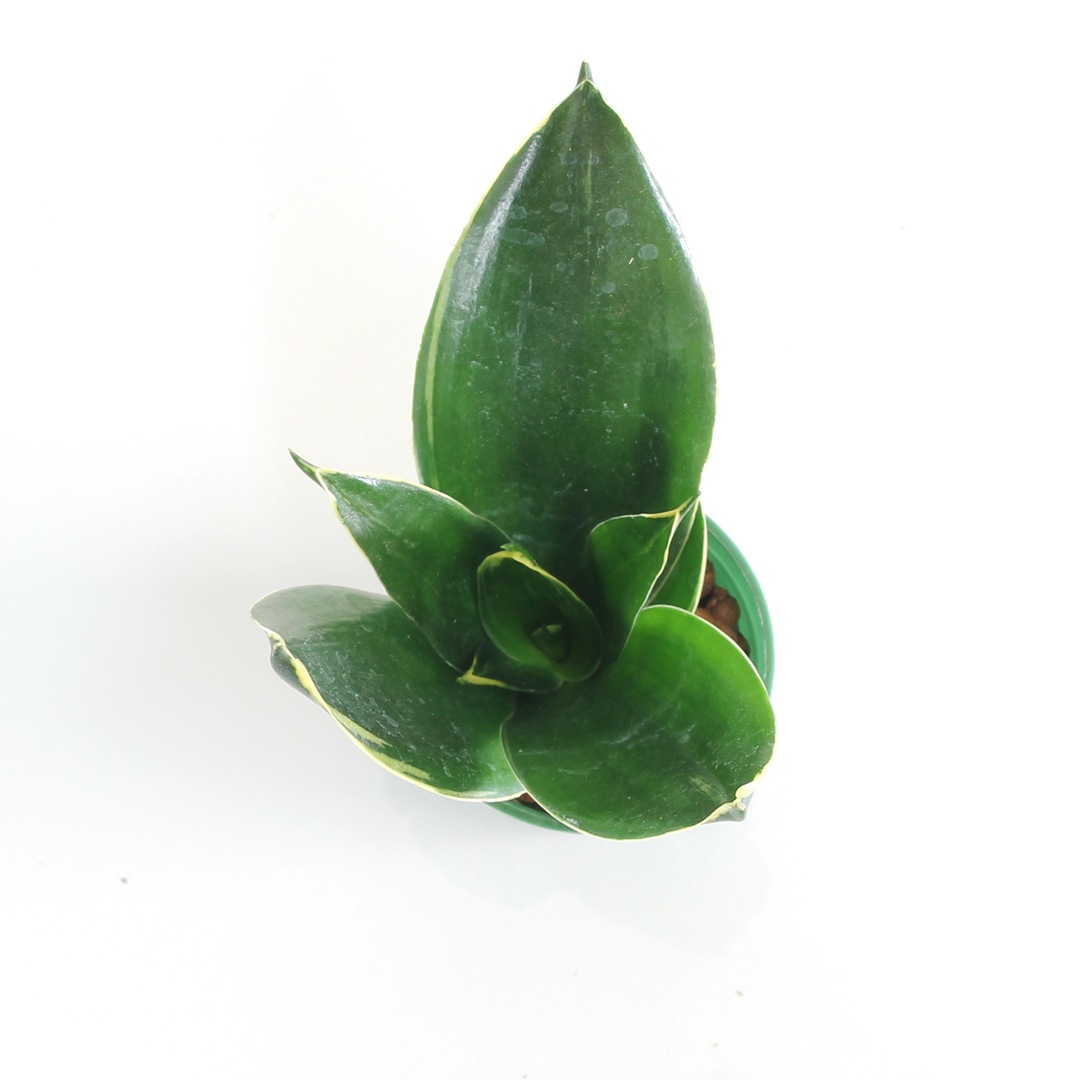 キュート苗（6Φ・2号）サンセベリア イエローマージン