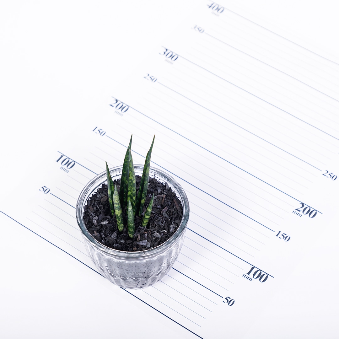 【鉢が選べる】レトロベース120　炭植え【サンセベリア ステレット】