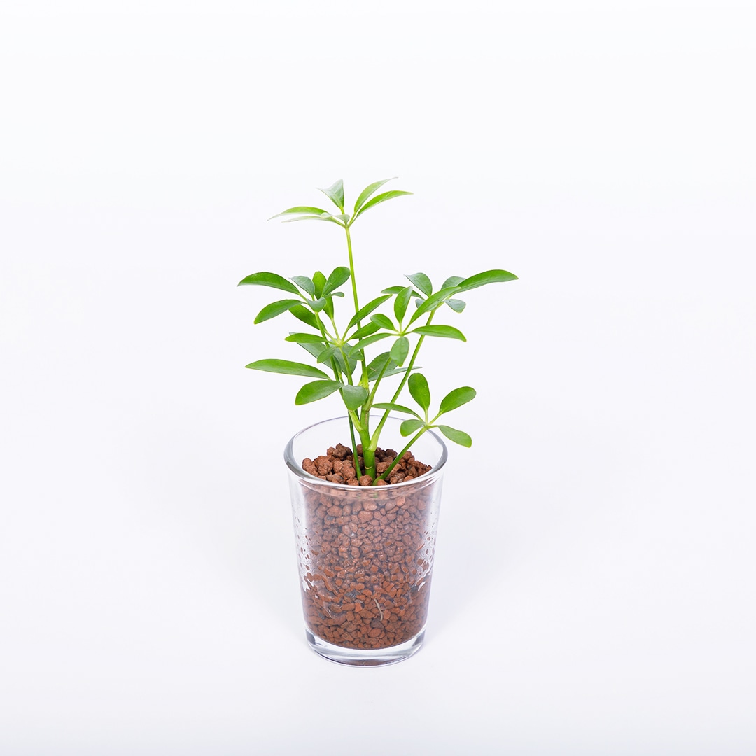 【鉢が選べる】プチドルチェ ボール植え【シェフレラ】