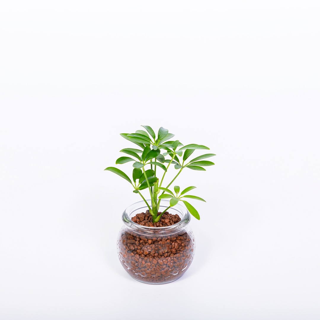 【鉢が選べる】プチドルチェ ボール植え【シェフレラ】