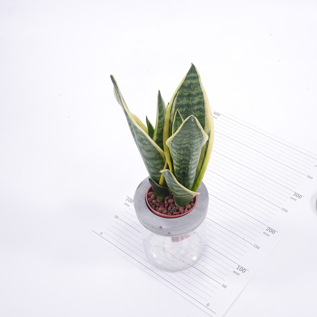 NEOモルタルシリンダー【サンセベリア　フツーラ】