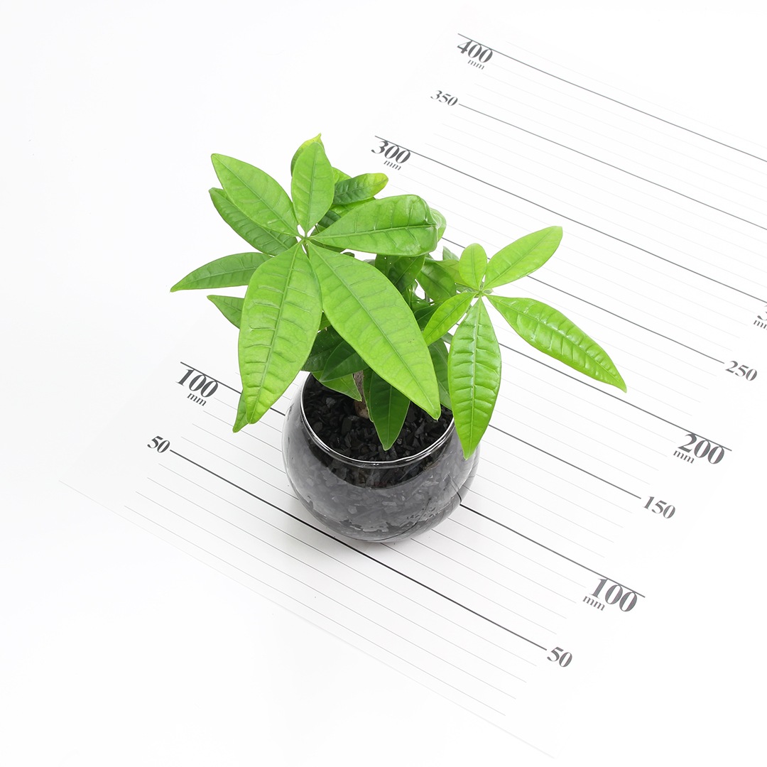 バルンボール100　炭植え【パキラ】