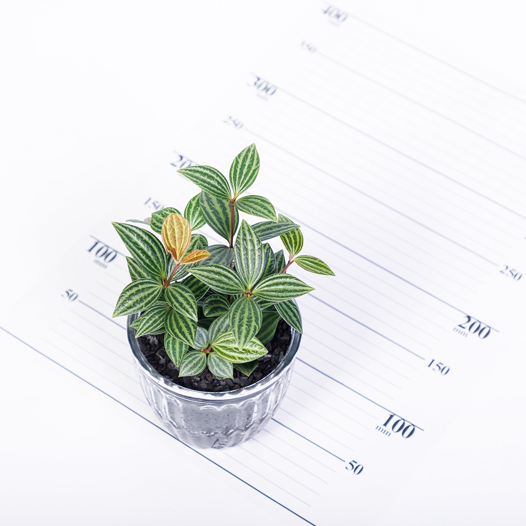 【鉢が選べる】レトロベース120 炭植え【ペペロミア プテオラタ】