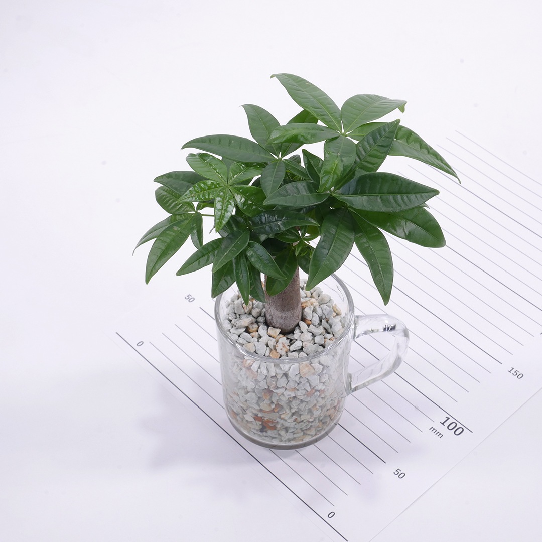 【鉢が選べる・用土が選べる】グラスマグ ピュアライト植え【パキラ】