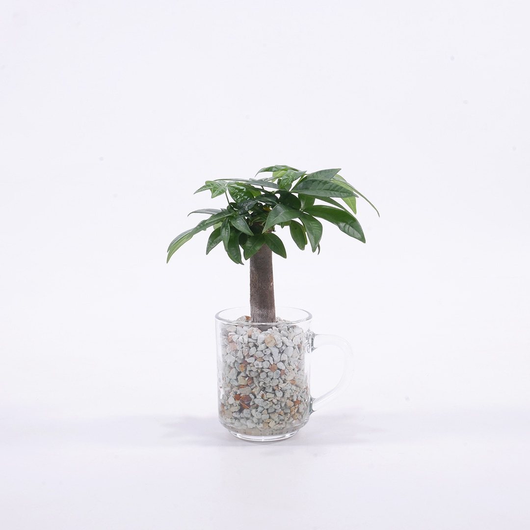 【鉢が選べる・用土が選べる】グラスマグ ピュアライト植え【パキラ】