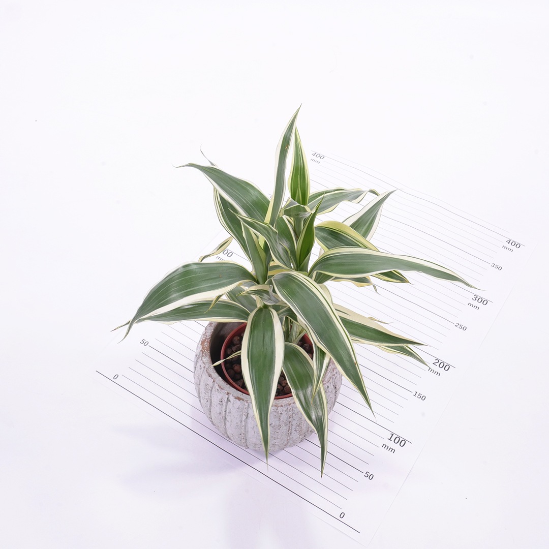 ハイミニテルム　【サンデリアーナ　ホワイト】