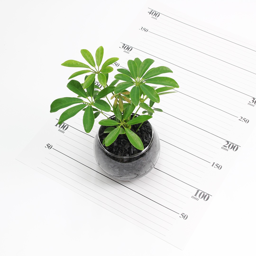 バルンボール100　炭植え【シェフレラ】