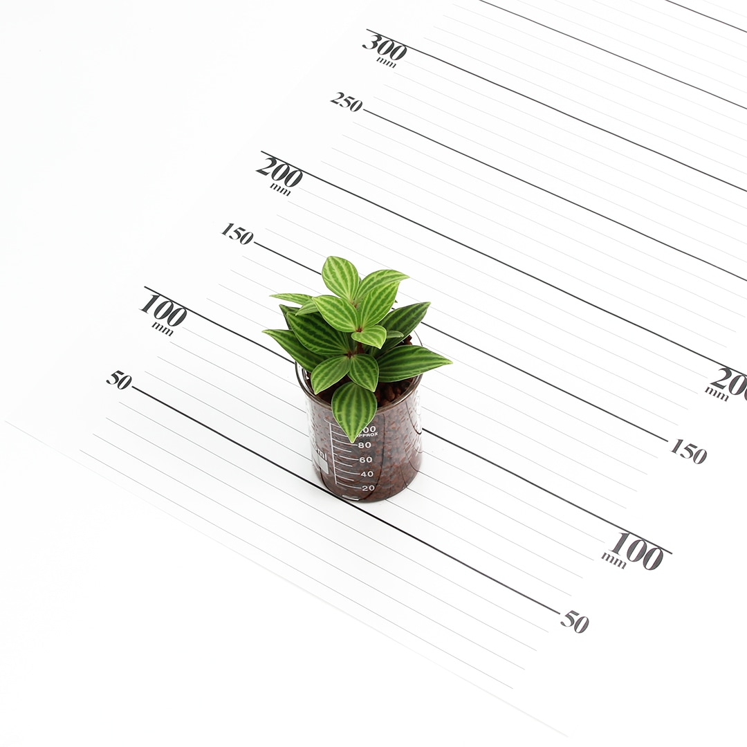 プチビーカーS100ml ハイドロコーン植え【ペペロミア プテオラタ】