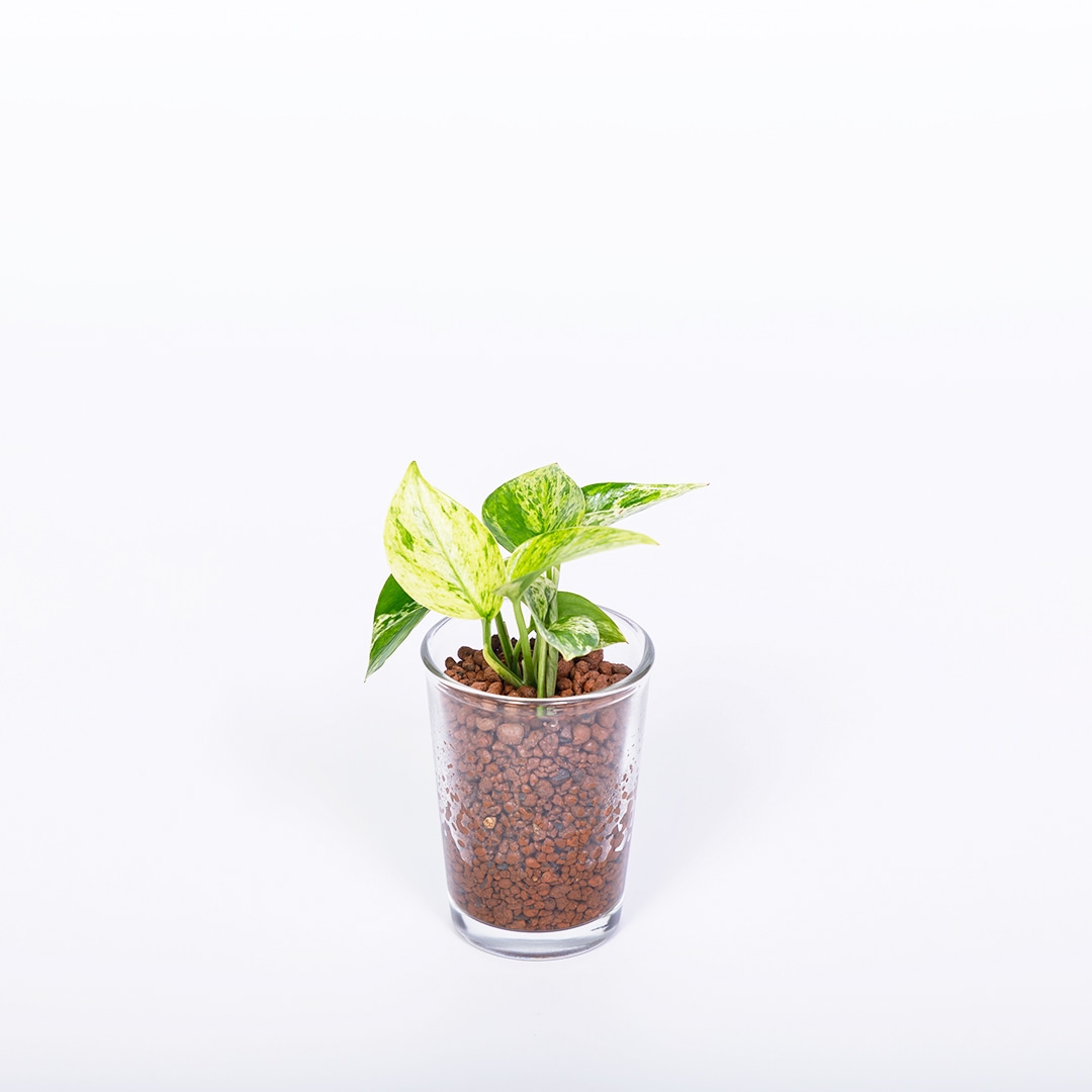 【鉢が選べる】プチドルチェ ボール植え【ポトス マーブルクィーン】