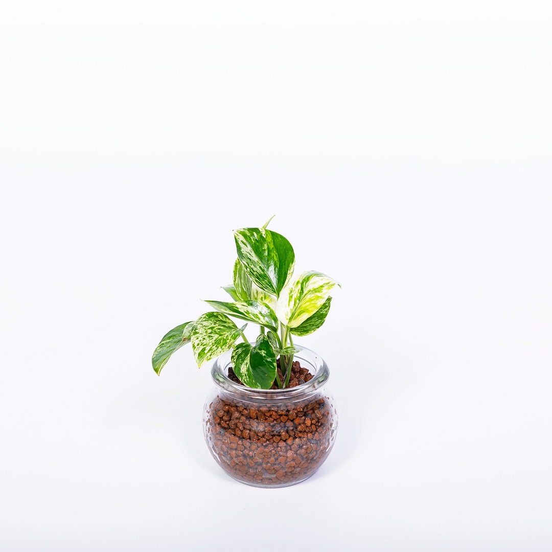 【鉢が選べる】プチドルチェ ボール植え【ポトス マーブルクィーン】