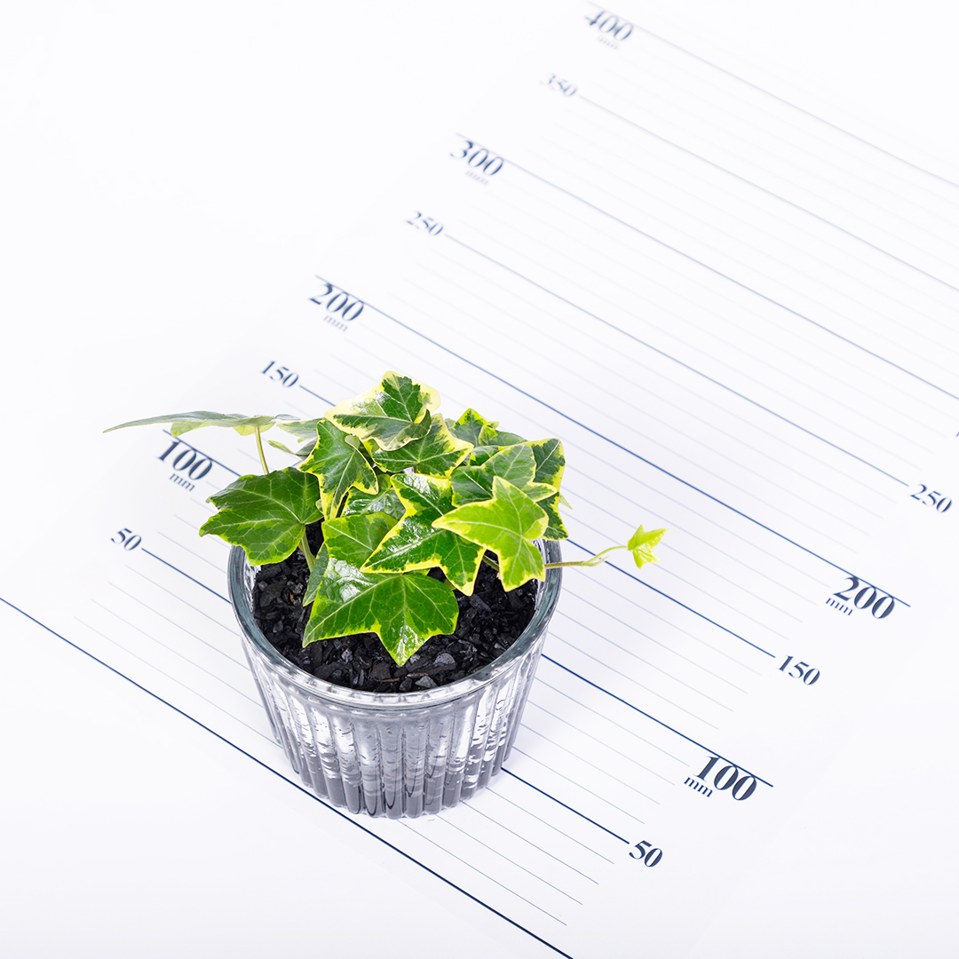 【鉢が選べる】レトロベース120　炭植え【ヘデラ（アイビー）】