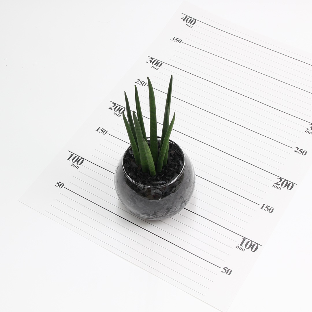 バルンボール100　炭植え【サンセベリア　バキュラリス】