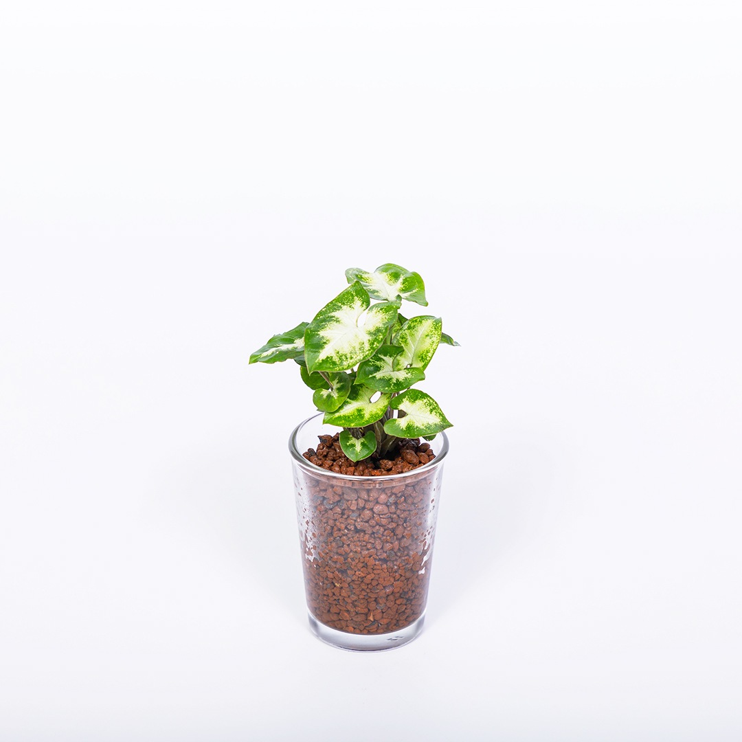 【鉢が選べる】プチドルチェ ボール植え【シンゴニウム】