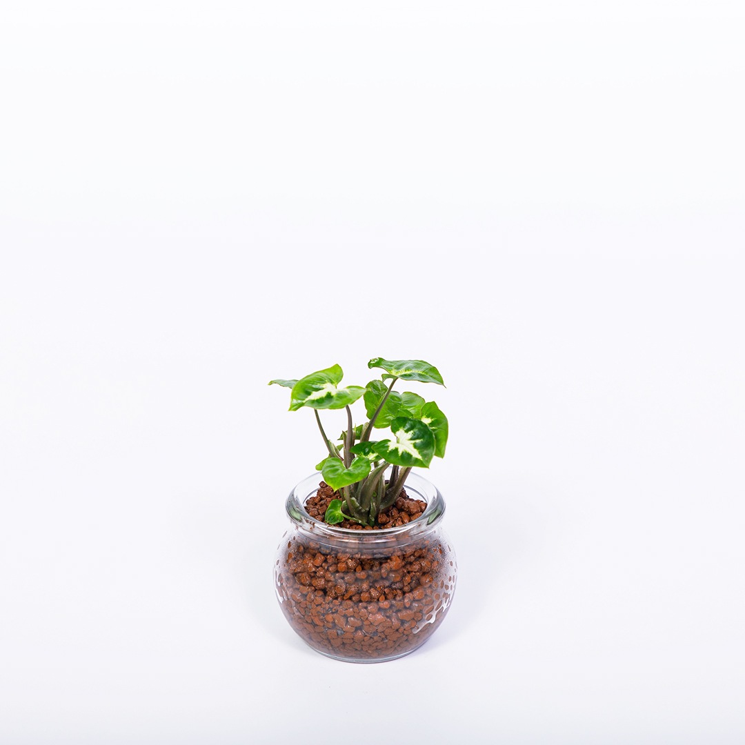 【鉢が選べる】プチドルチェ ボール植え【シンゴニウム】