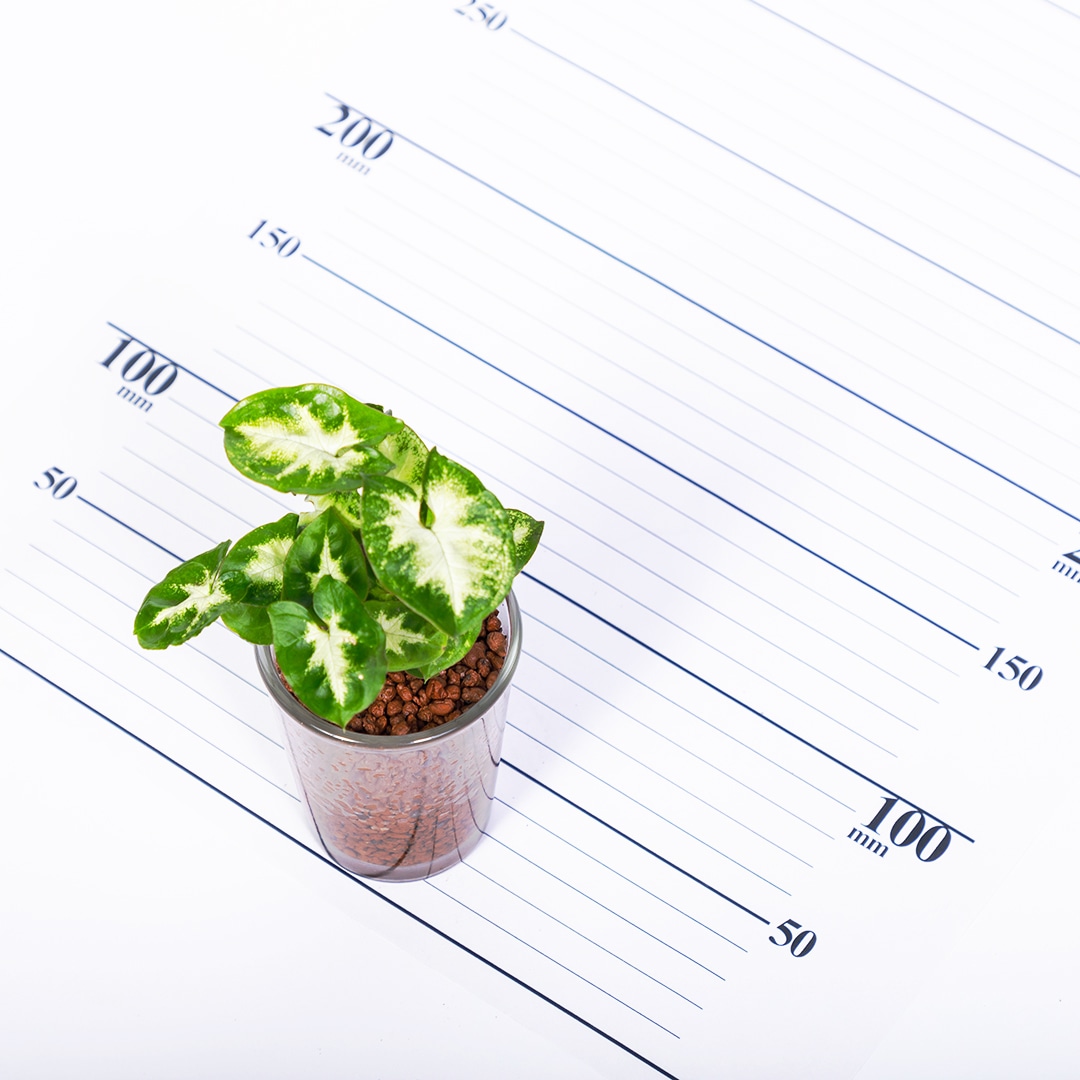 【鉢が選べる】プチドルチェ ボール植え【シンゴニウム】