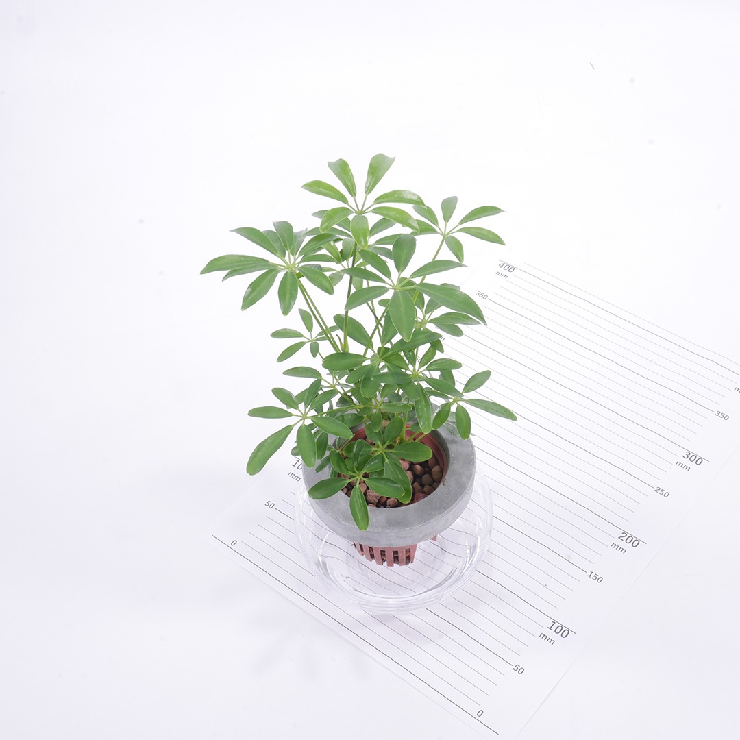 NEOモルタルバルン【シェフレラ】