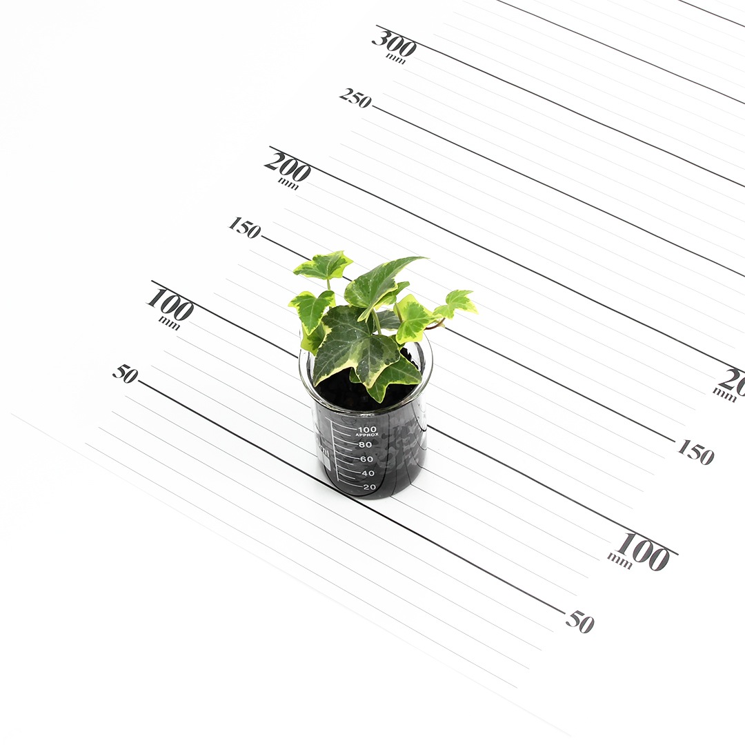 プチビーカーS100ml　炭植え【ヘデラ（アイビー）】販売時期：12月頃-5月頃