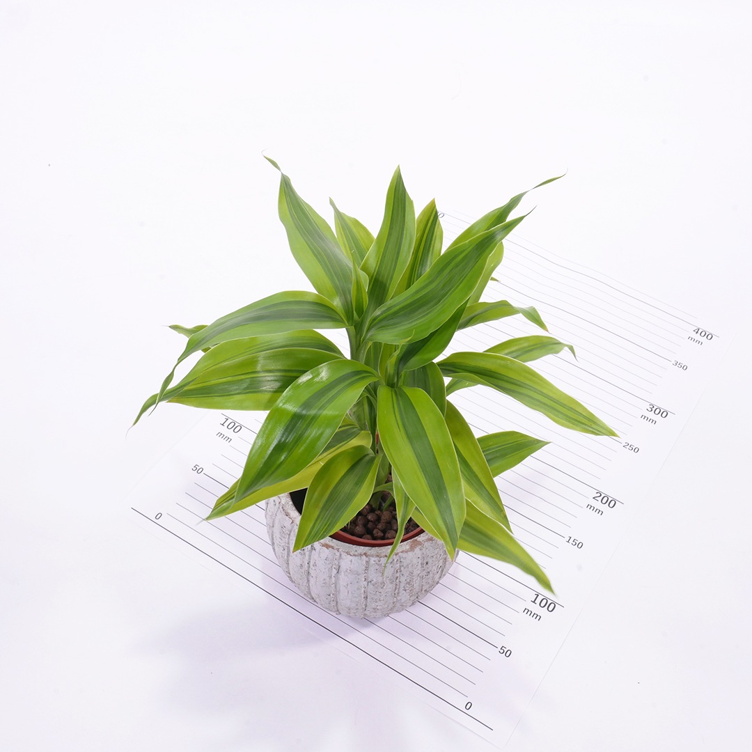 ハイミニテルム　【サンデリアーナ　ゴールド】