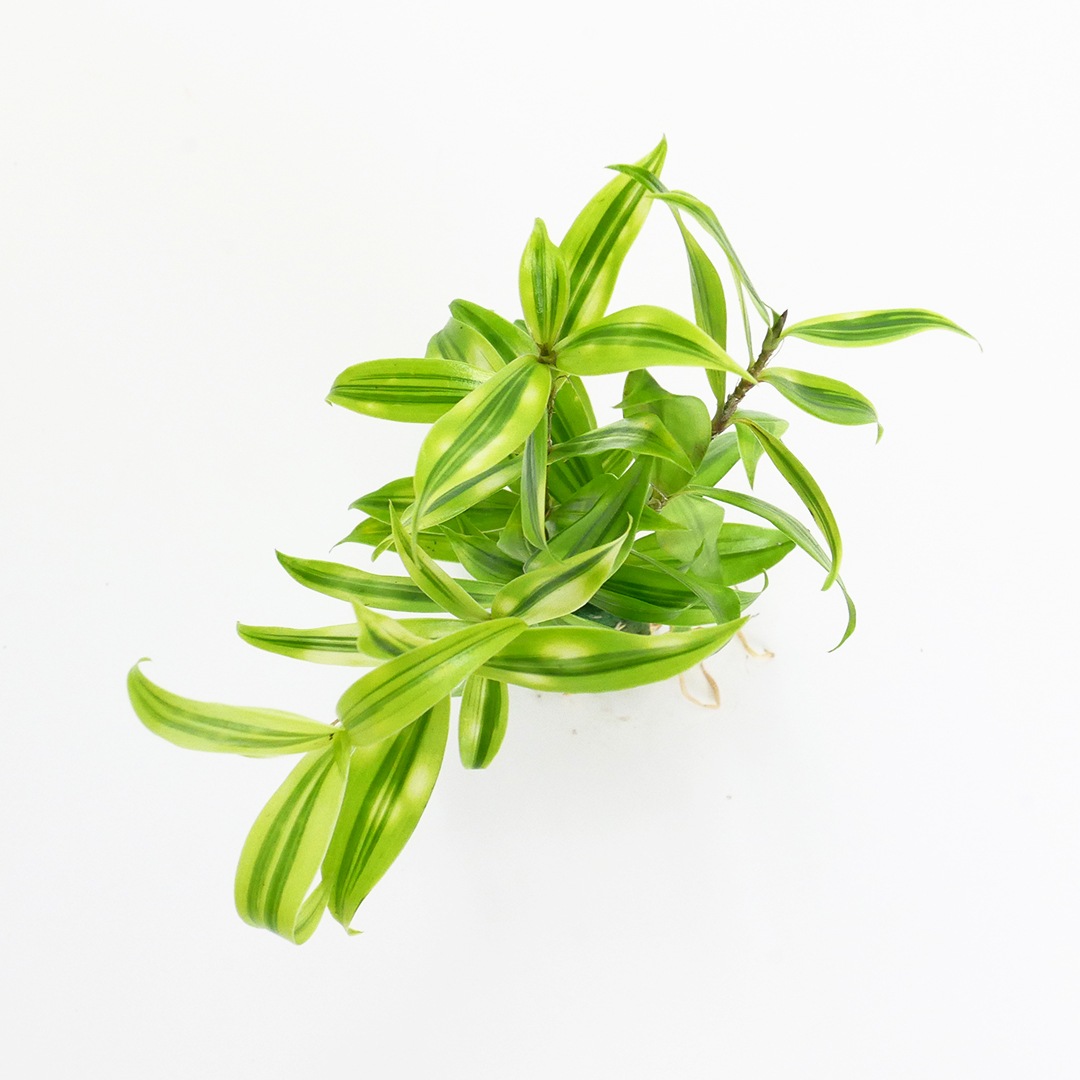 オアシス苗 ドラセナ スルクロサ オウレア コンパクタ