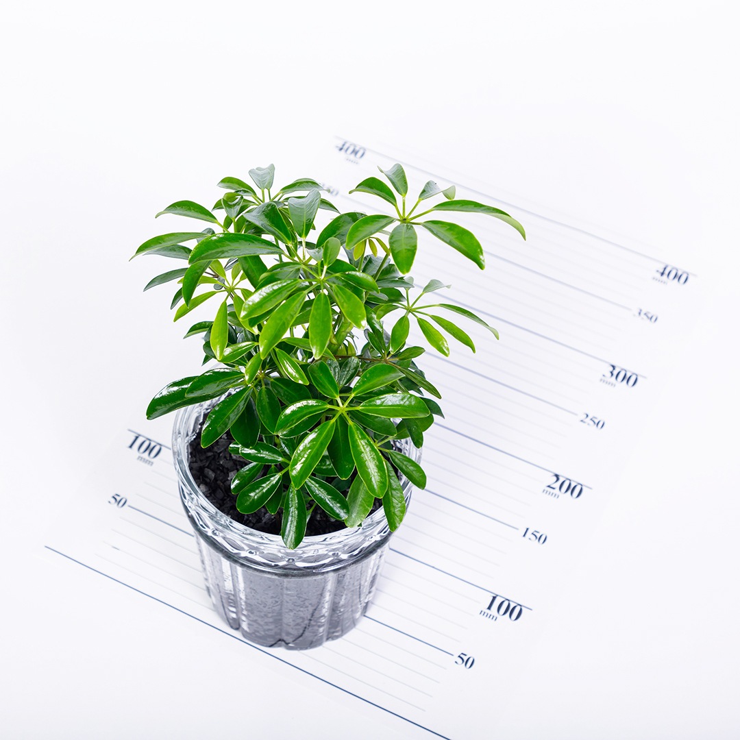 【鉢が選べる】レトロベース140　炭植え　【シェフレラ】