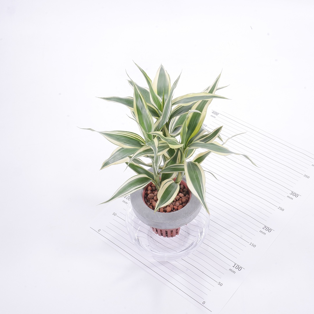 NEOモルタルバルン【サンデリアーナ　ホワイト】