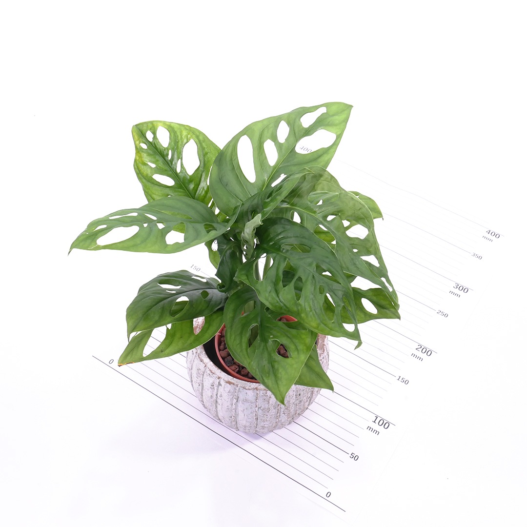 ハイミニテルム　【マドカズラ】