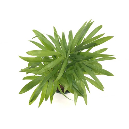 キュート苗（6Φ・2号）テーブルヤシ