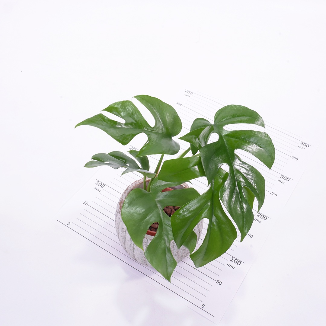 ハイミニテルム　【ヒメモンステラ】