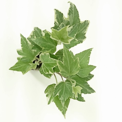 オアシス苗ヘデラ（アイビー） ホワイトリップル