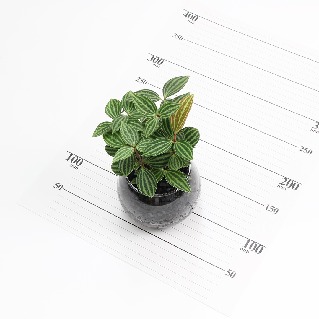 バルンボール100　炭植え【ペペロミア　プテオラタ】