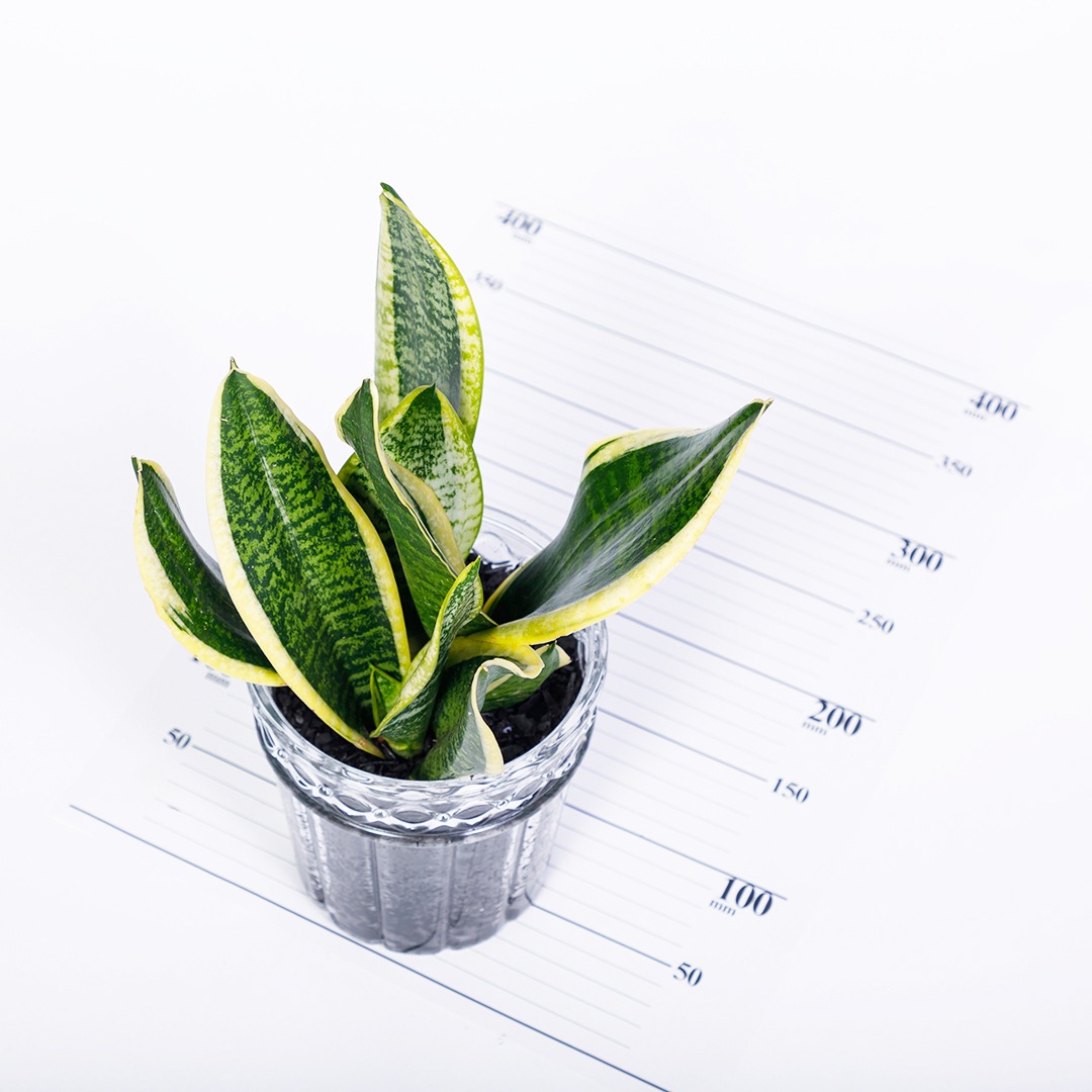 【鉢が選べる】レトロベース140　炭植え　【サンセベリア フツーラ】