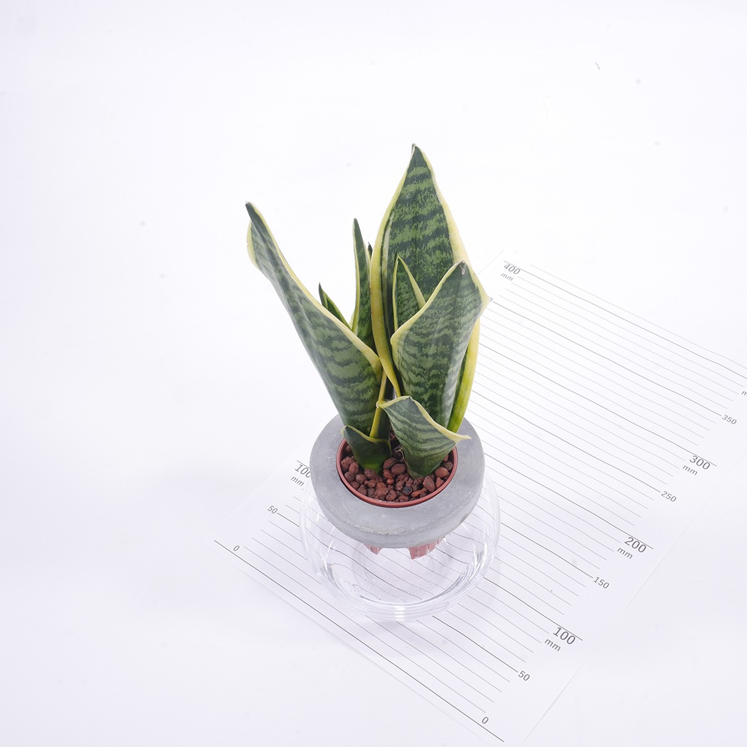 NEOモルタルバルン【サンセベリア　フツーラ】