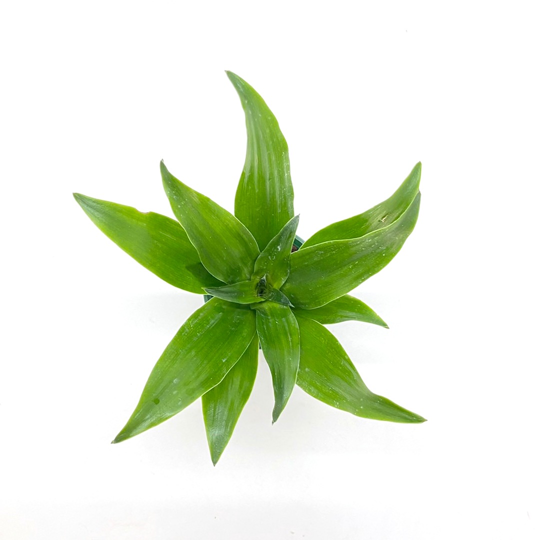 キュート苗（6Φ・2号）ドラセナ・コンパクタ 緑（天芽）