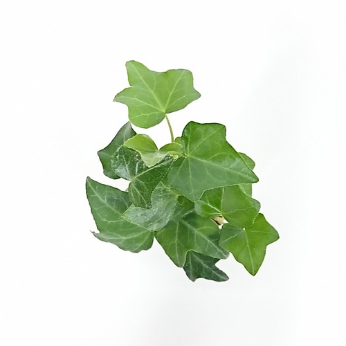 オアシス苗ヘデラ（アイビー） ピッツバーグ