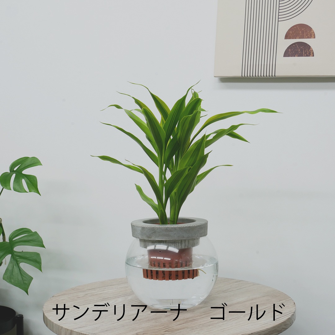 【選べるグリーン】NEOモルタルバルン