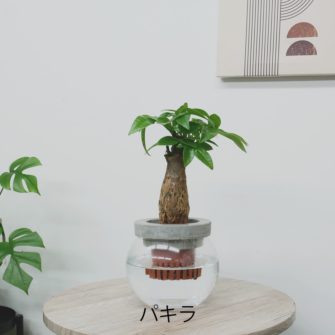 【選べるグリーン】NEOモルタルバルン