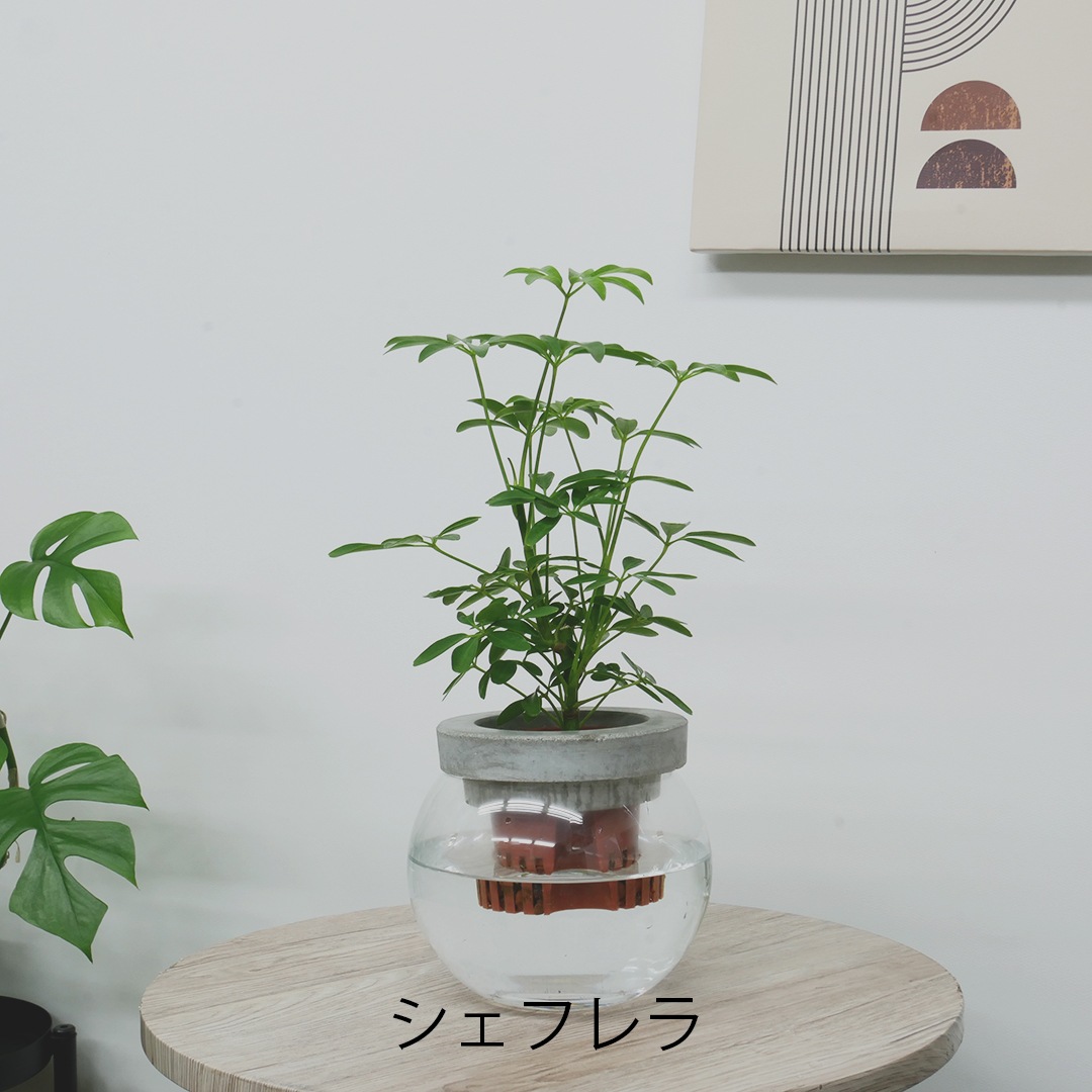 【選べるグリーン】NEOモルタルバルン