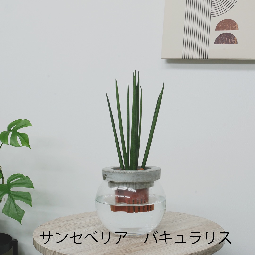 【選べるグリーン】NEOモルタルバルン