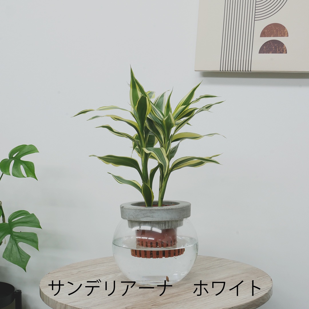 【選べるグリーン】NEOモルタルバルン