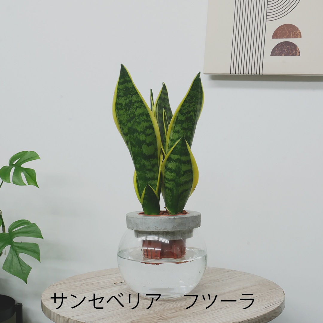 【選べるグリーン】NEOモルタルバルン