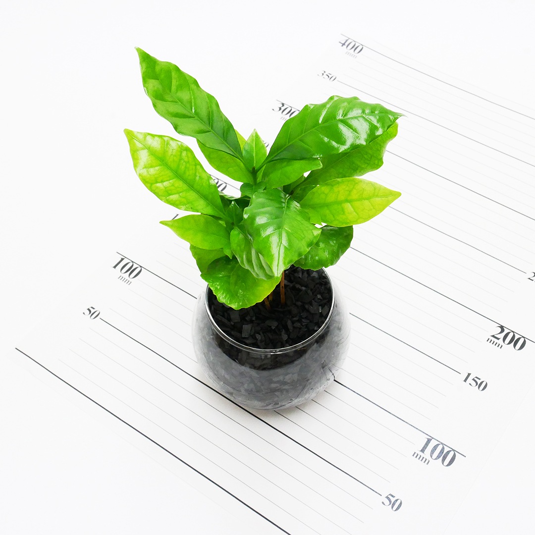 バルンボール100　炭植え【コーヒーの木】販売時期：5月頃～9月頃