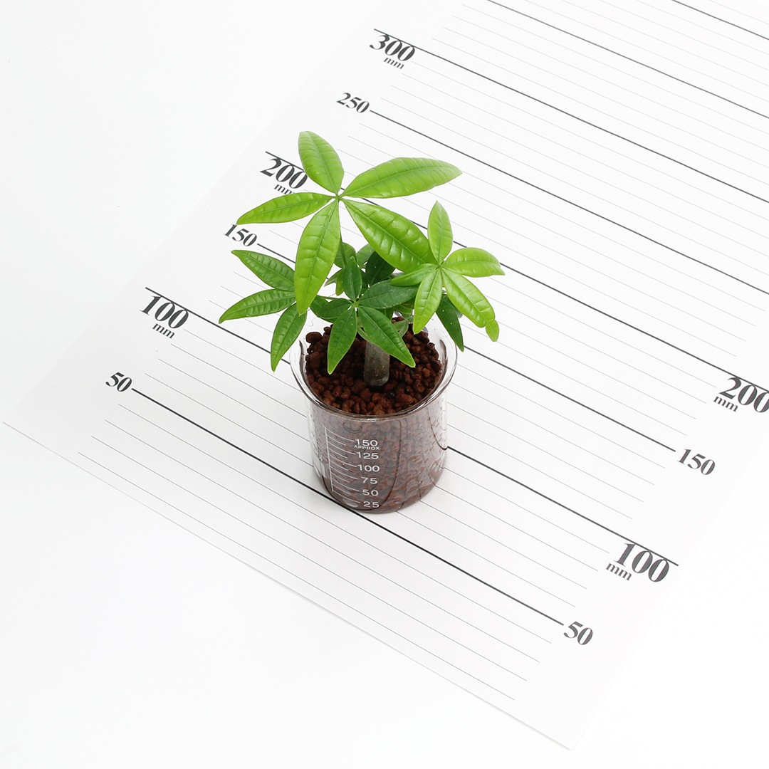 プチビーカーM150ml　ハイドロコーン植え【パキラ】