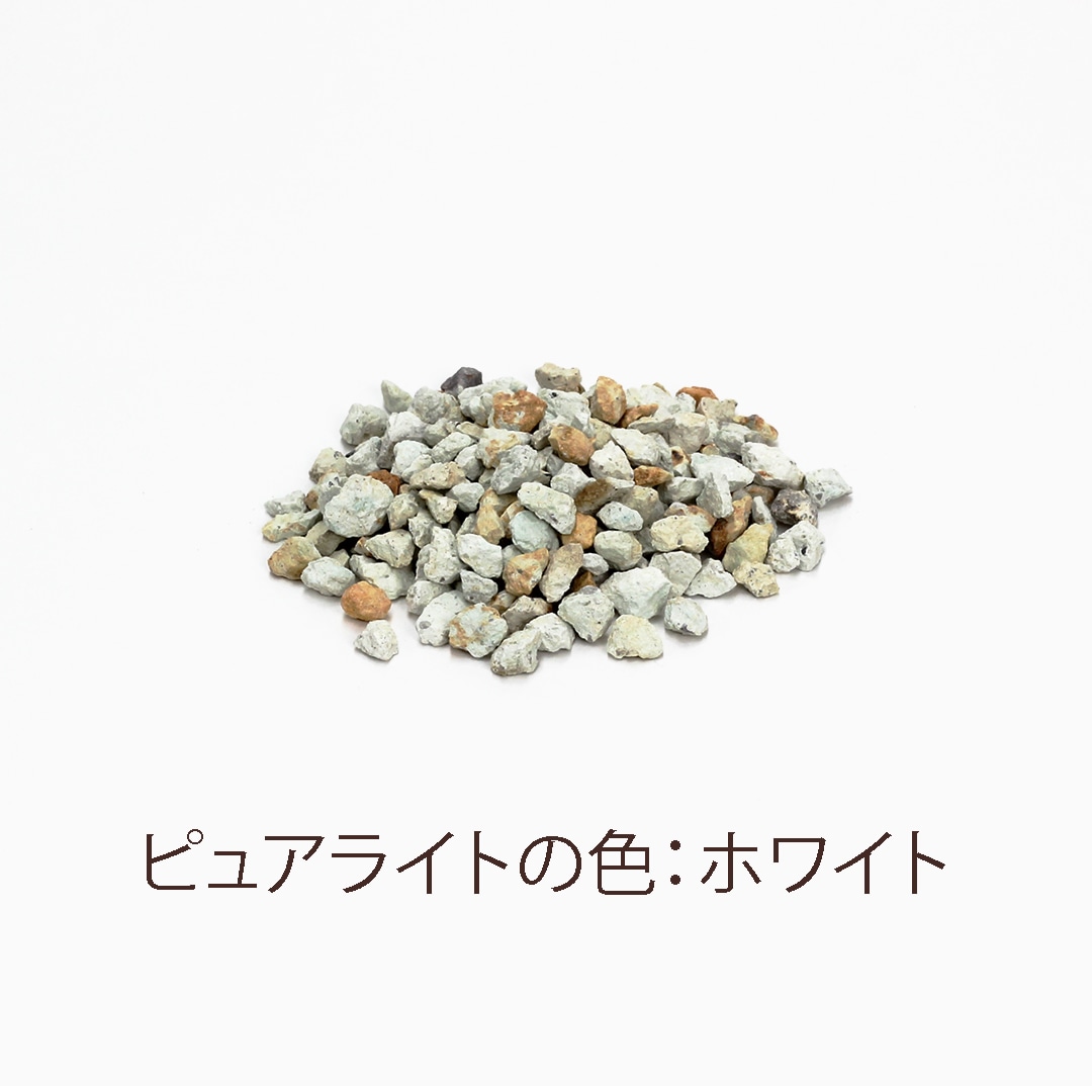 【鉢が選べる・色が選べる】プチドルチェ　ピュアライト植え　【シェフレラ】