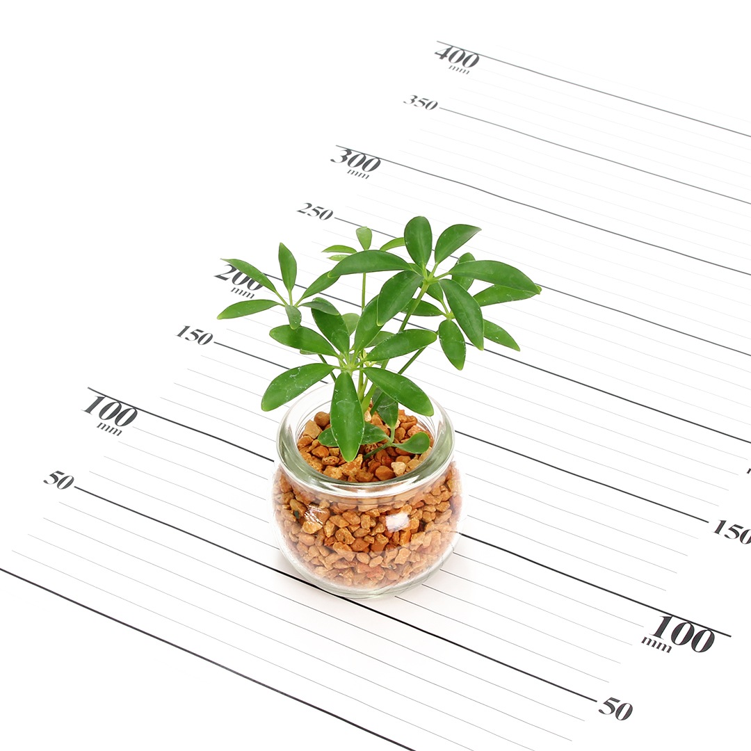 【鉢が選べる・色が選べる】プチドルチェ　ピュアライト植え　【シェフレラ】