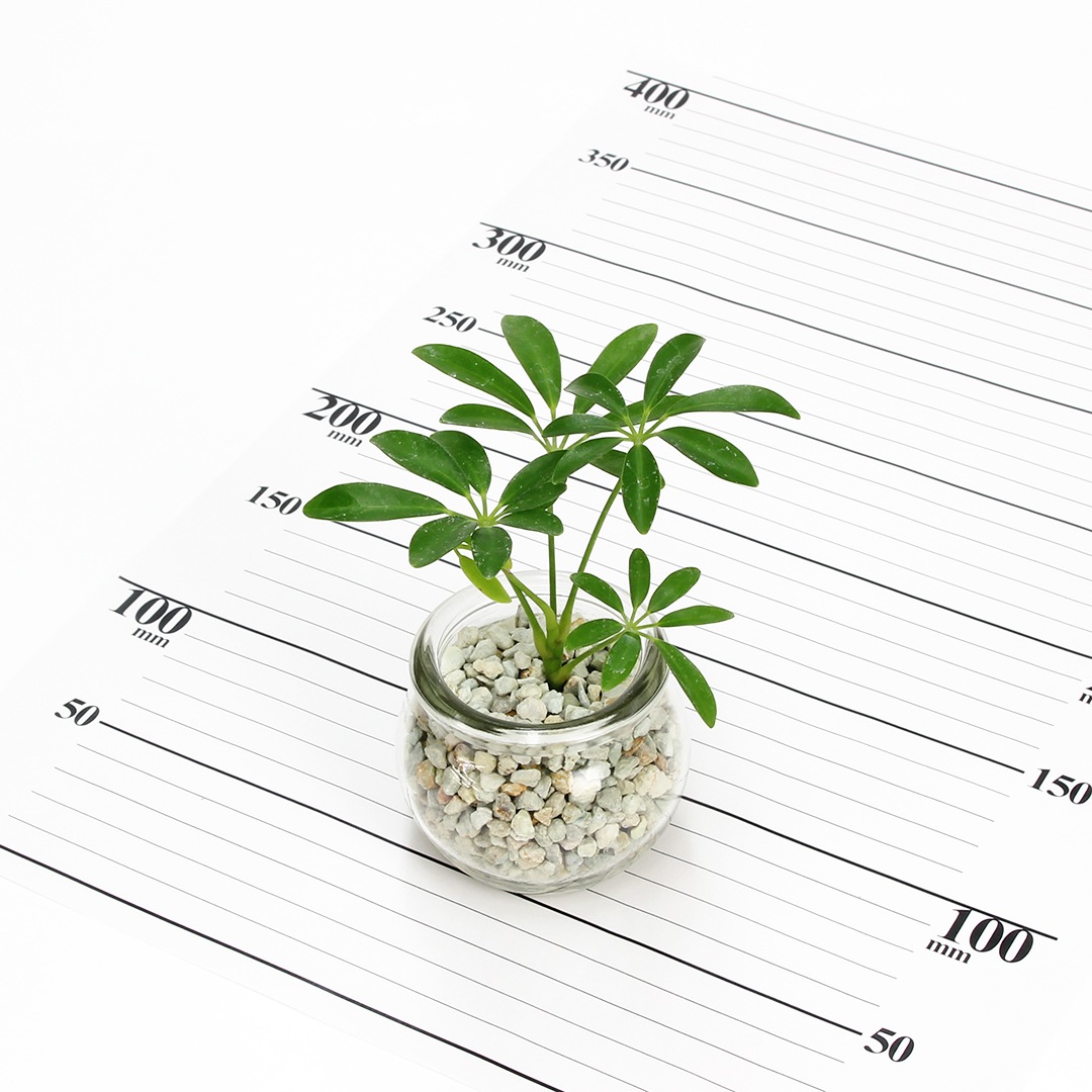 【鉢が選べる・色が選べる】プチドルチェ　ピュアライト植え　【シェフレラ】