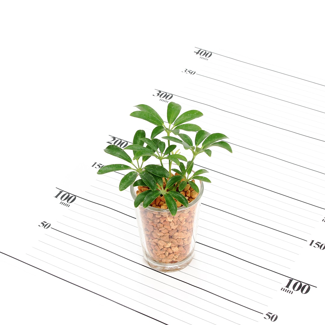 【鉢が選べる・色が選べる】プチドルチェ　ピュアライト植え　【シェフレラ】