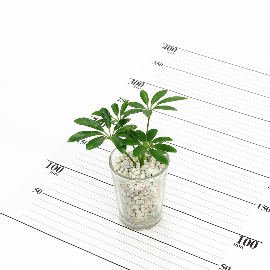 【鉢が選べる・色が選べる】プチドルチェ　ピュアライト植え　【シェフレラ】